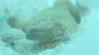 Yeah, It's Another Bear In The Snow